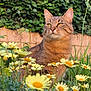 animal, calm, cat, closeup, daisy, feline, flower, garden, grass, greenery, mammal, nature, outdoor, pet, plant, portrait, serene, sunlight, tabby_cat, yellow_flower