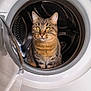 Orphée participe au concours pour gagner de l'argent avec cette photo : animal, appliance, cat, clean, close_up, curious, domestic, door, feline, fur, household, indoor, metal, pet, sitting, tabby_cat, washing_machine, whiskers, white, yellow_eyes