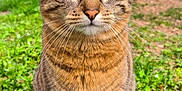Orphée a rejoint le concours — aidez-le/la à gagner de superbes lots ! animal, calm, cat, closeup, cute, daisy, ears, flower, fur, grass, greenery, nature, outdoor, pet, portrait, sitting, striped, tabby_cat, whiskers, yellow_eyes