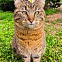 animal, calm, cat, closeup, cute, daisy, ears, flower, fur, grass, greenery, nature, outdoor, pet, portrait, sitting, striped, tabby_cat, whiskers, yellow_eyes