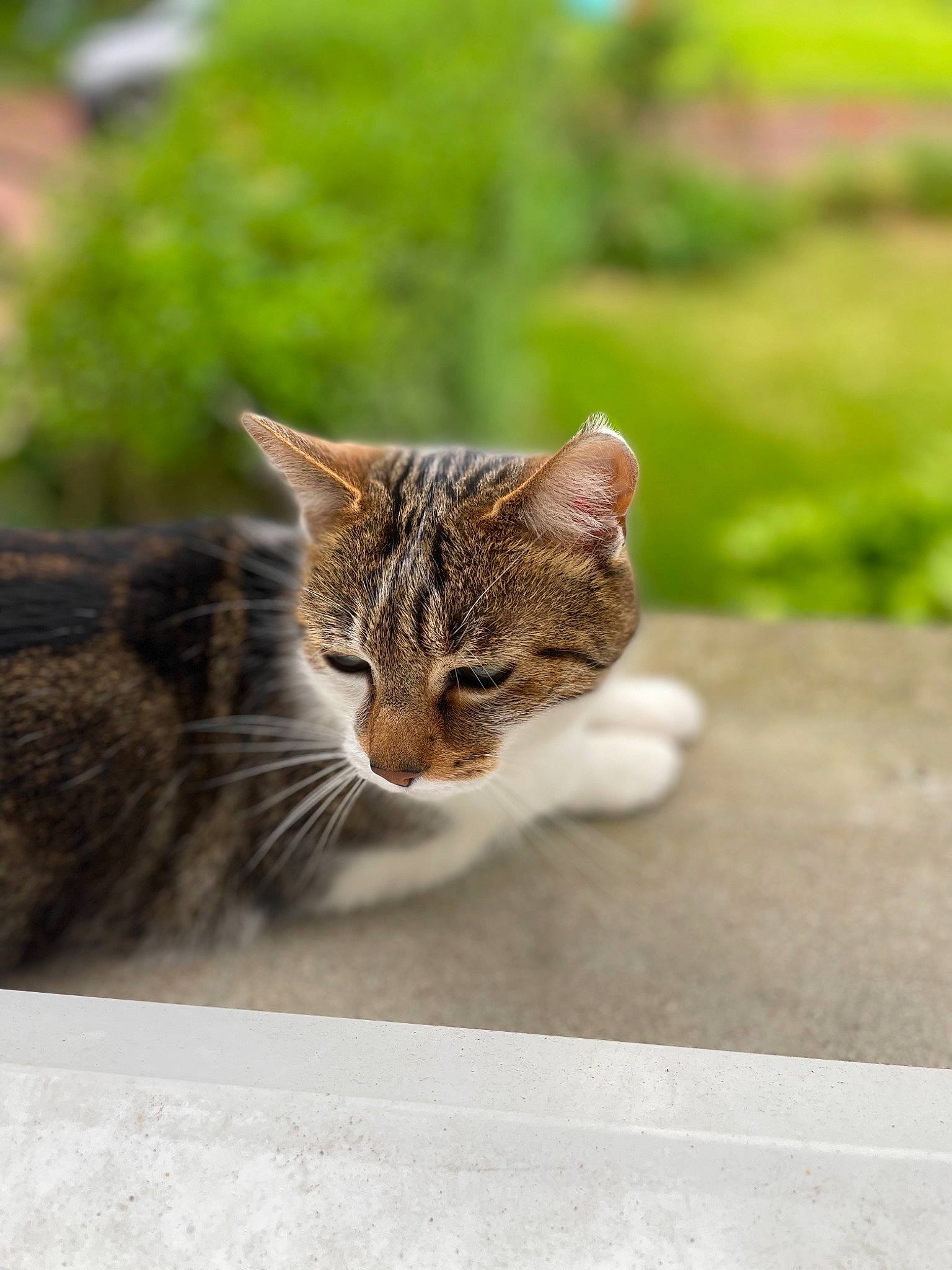 Plumo participe au concours pour gagner de l'argent avec cette photo : asphalt, carnivore, cat, claw, domestic_short_haired_cat, fawn, felidae, fur, grass, mammal, paw, plant, road_surface, sitting, small_to_medium_sized_cats, snout, tail, terrestrial_animal, tree, whiskers