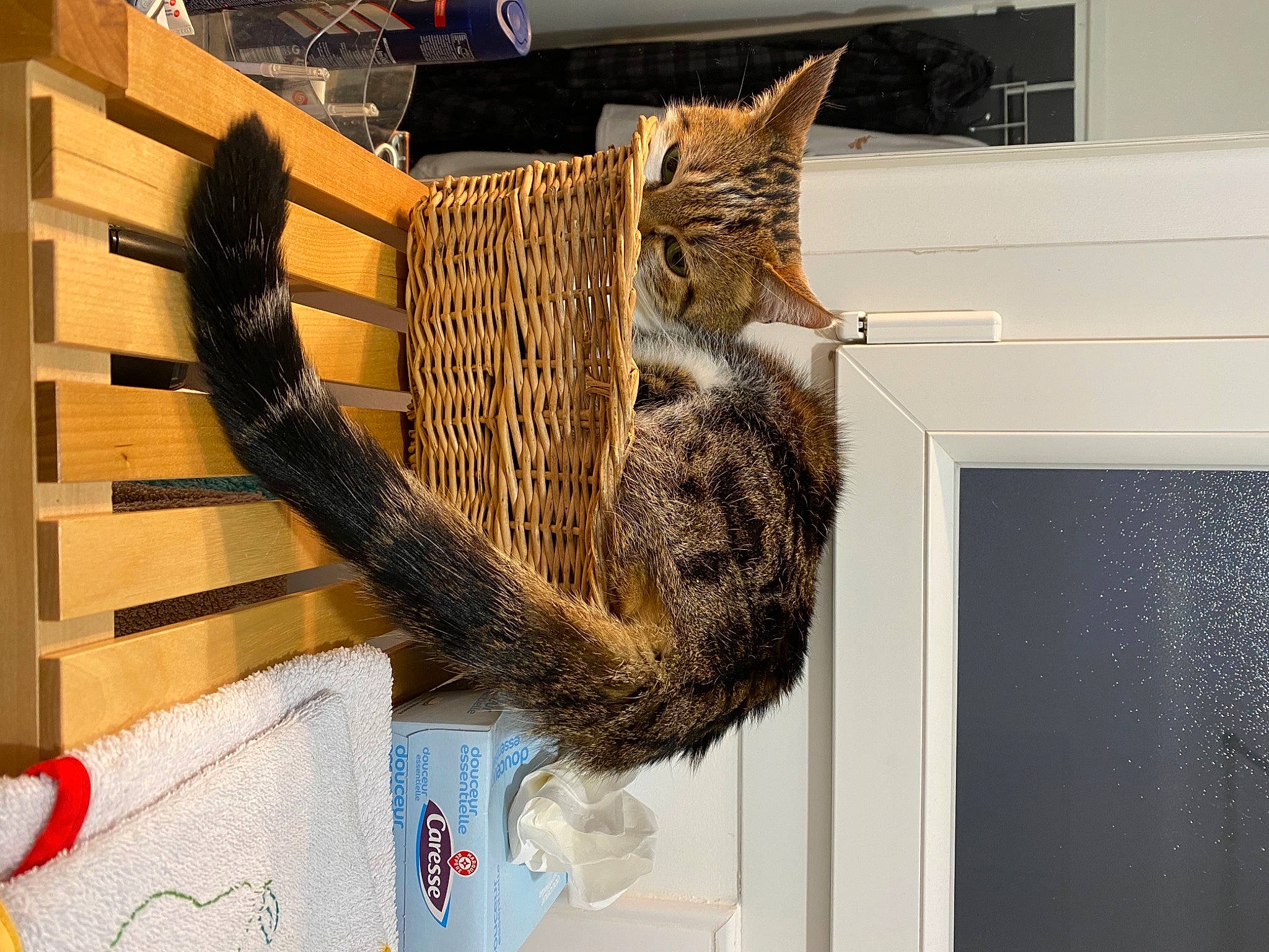 Plumo participe au concours pour gagner de l'argent avec cette photo : carnivore, cat, cat_supply, claw, domestic_short_haired_cat, felidae, fur, small_to_medium_sized_cats, snout, tail, terrestrial_animal, tree, whiskers, window, wood