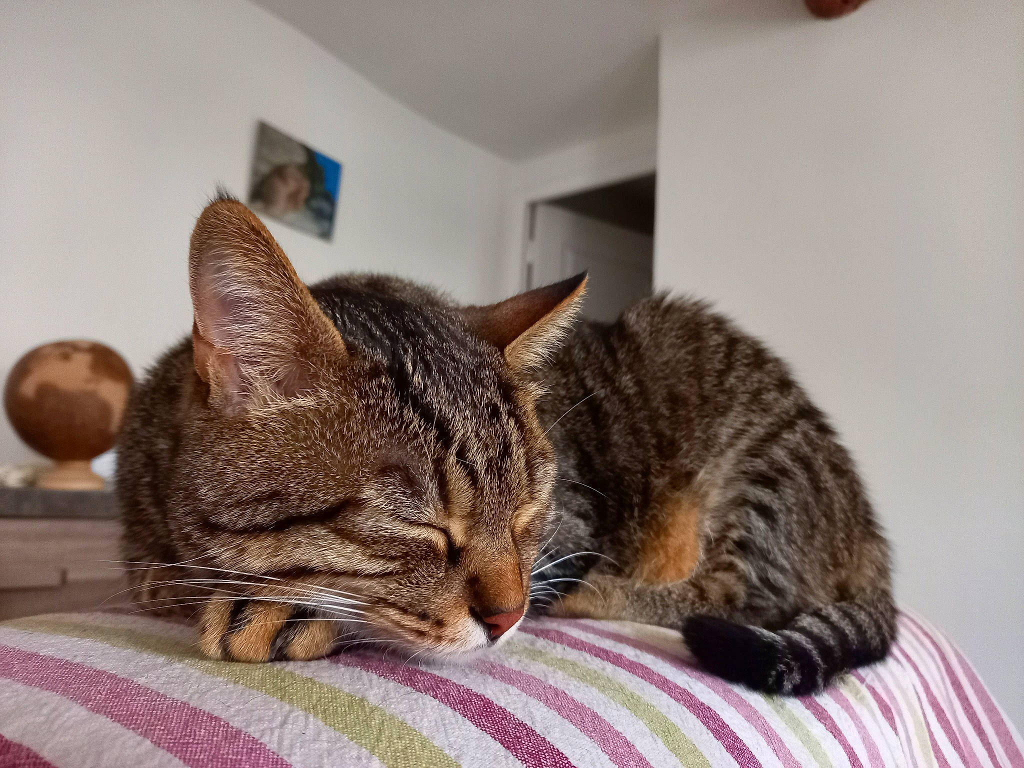 Wicky a rejoint le concours — aidez-le/la à gagner de superbes lots ! bed, bedding, carnivore, cat, comfort, domestic_short_haired_cat, felidae, fur, linens, nap, room, small_to_medium_sized_cats, snout, whiskers, window, wood