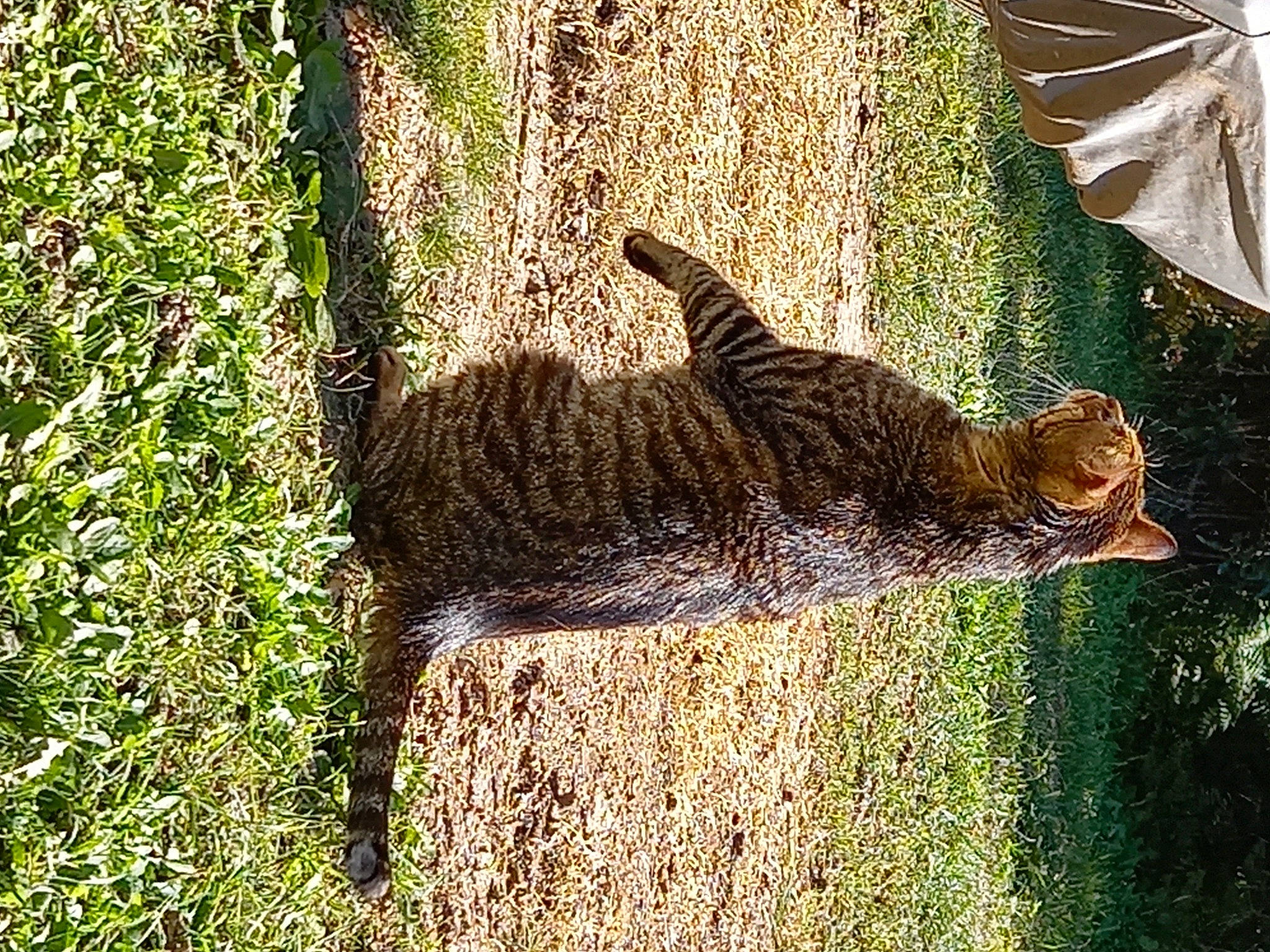 Wicky a rejoint le concours — aidez-le/la à gagner de superbes lots ! carnivore, cat, domestic_short_haired_cat, fawn, felidae, fur, grass, groundcover, lynx, pattern, plant, small_to_medium_sized_cats, snout, tail, terrestrial_animal, tree, trunk, twig, whiskers, wood