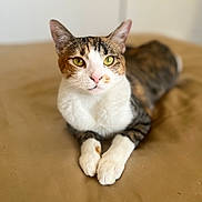 Missi joined the competition — help win amazing prizes! cat, calico, pet, animal, feline, relaxed, indoor, cute, whiskers, ears, paws, fur, laying, alert, closeup, soft, domestic, resting, portrait, tabby