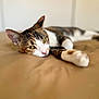 Missi joined the competition — help win amazing prizes! cat, tabby, pet, animal, indoor, relaxing, lying_down, paw, green_eyes, bed, feline, cute, resting, whiskers, ears, close_up, soft_focus, fur, domestic_cat, cozy