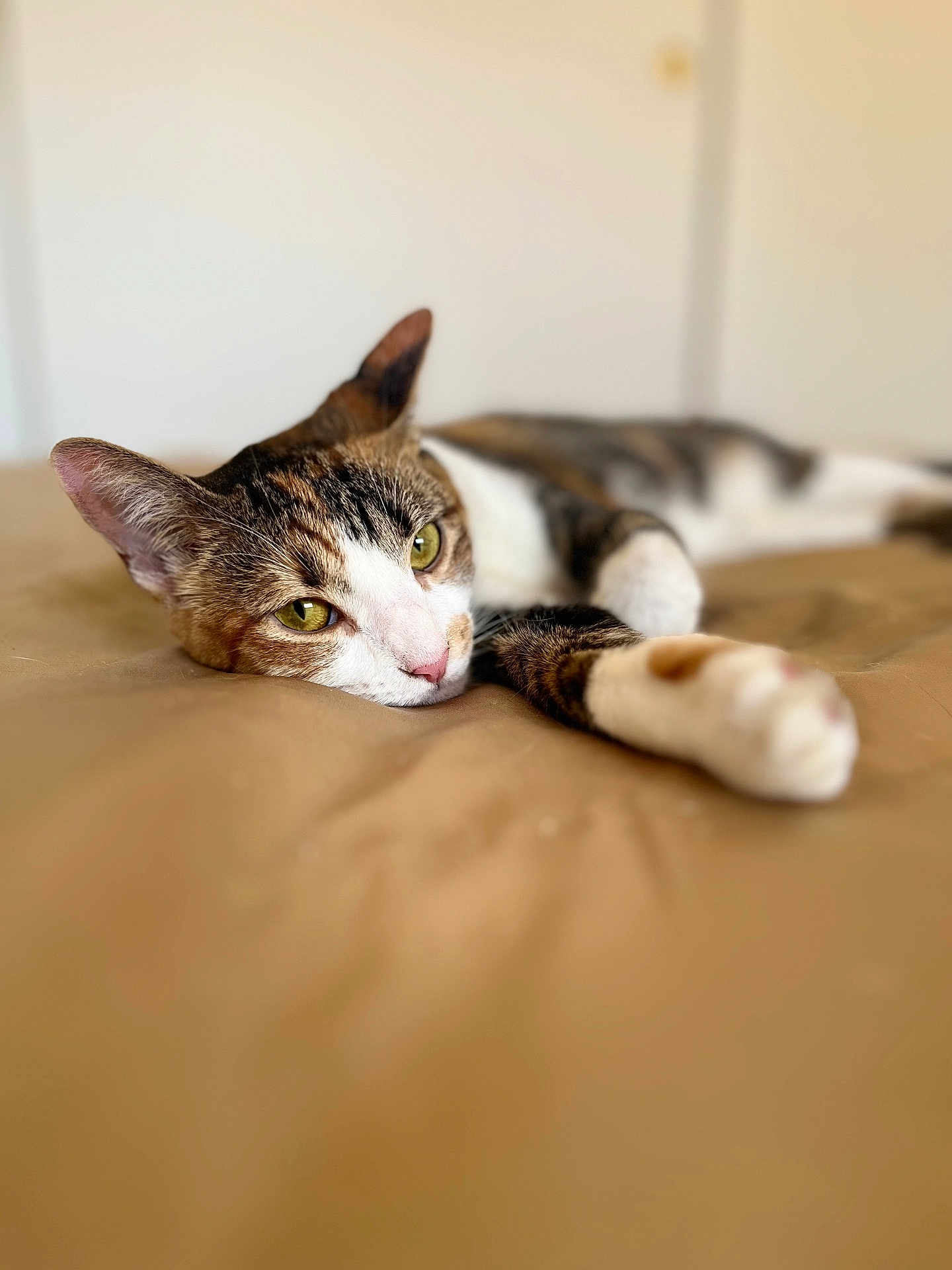 Missi joined the competition — help win amazing prizes! cat, tabby, pet, animal, indoor, relaxing, lying_down, paw, green_eyes, bed, feline, cute, resting, whiskers, ears, close_up, soft_focus, fur, domestic_cat, cozy
