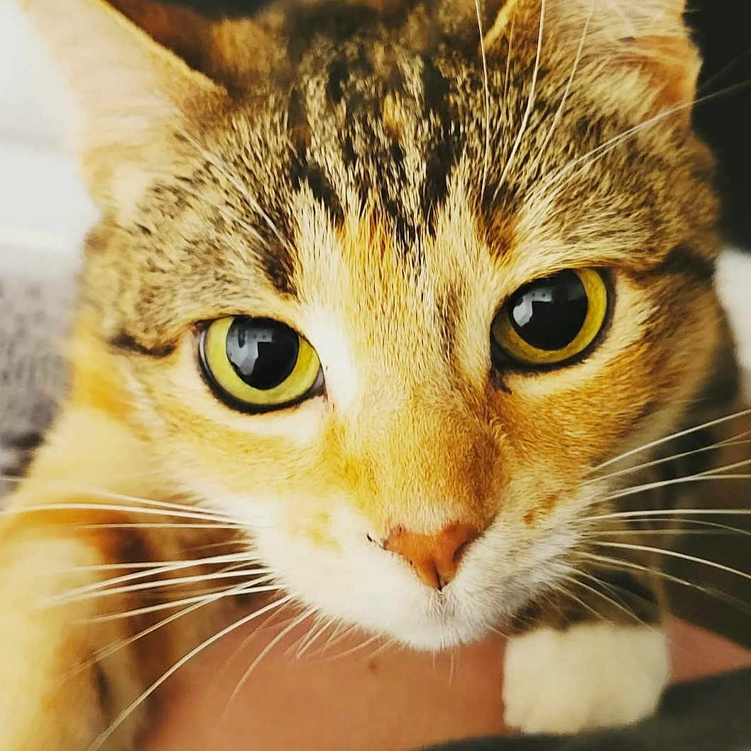 Jasmine is registered to the contest to win money with this photo: abyssinian, angora, animal, cat, kitten, manx, pet