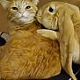 cat, rabbit, animal, pet, closeup, cuddle, furry, ginger_cat, tan_rabbit, indoor, friendship, cute, fuzziness, snuggle, mammal, companion, cozy, domestic, soft, warm