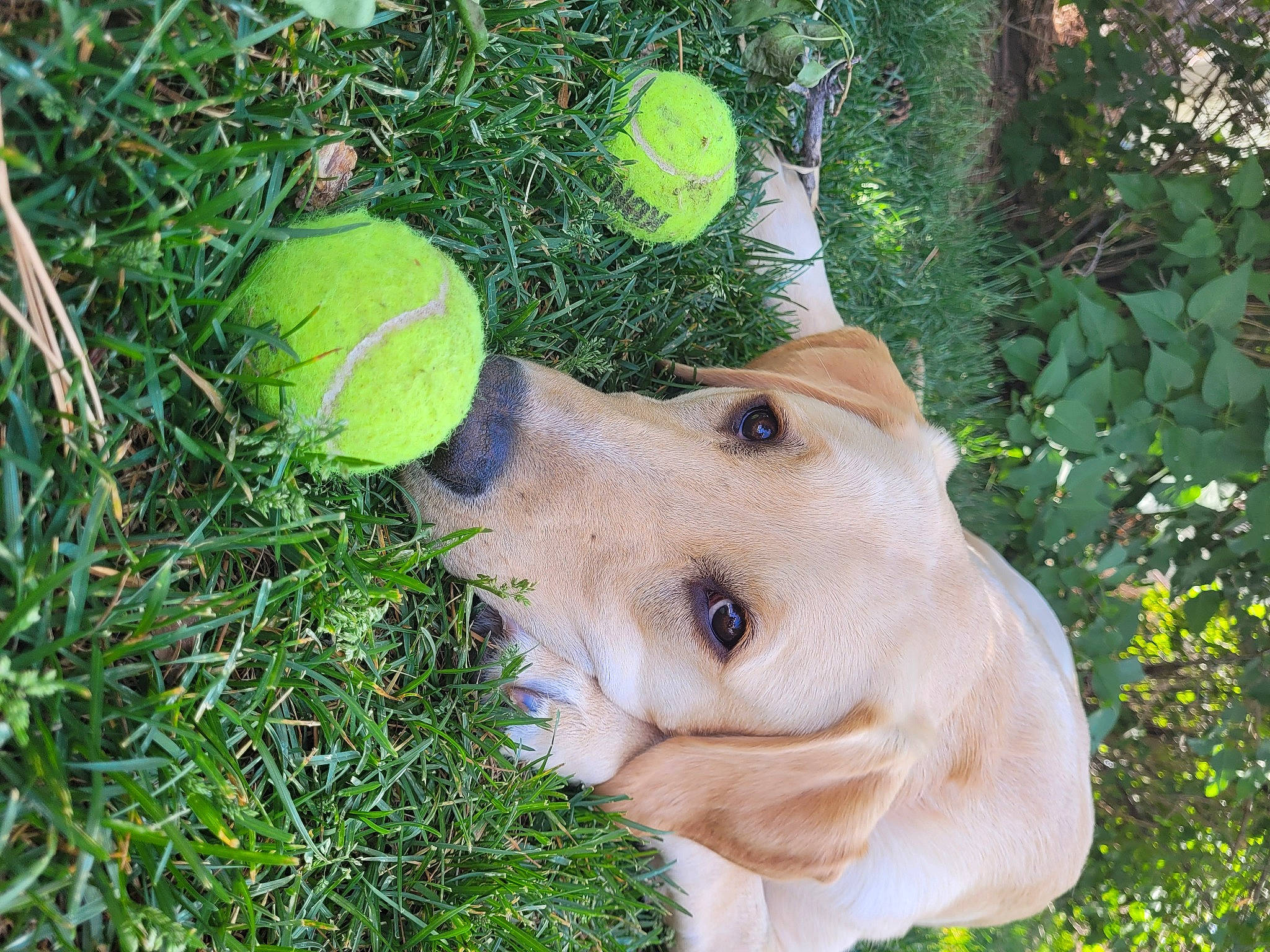 Ludo is registered to the contest to win money with this photo: ball, carnivore, citrus, companion_dog, dog, dog_breed, fawn, football, fruit, grass, people_in_nature, plant, sporting_group, sports_equipment, tail, tennis_ball, terrestrial_plant, toy, tree, whiskers