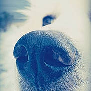 Pipper is registered to the contest to win money with this photo: blue, close_up, eye, freezing, fur, macro_photography, nose, sky, snout, whiskers