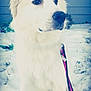 Pipper joined the competition — help win amazing prizes! arctic, canadian_eskimo_dog, carnivoran, companion_dog, dog, dog_breed, dog_breed_group, dog_like_mammal, freezing, great_pyrenees, kuvasz, livestock_guardian_dog, maremma_sheepdog, puppy, samoyed, slovak_cuvac, snout, snow, winter