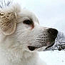 Pipper joined the competition — help win amazing prizes! akbash_dog, canadian_eskimo_dog, carnivoran, companion_dog, dog, dog_breed, dog_breed_group, dog_like_mammal, freezing, fur, great_pyrenees, greenland_dog, livestock_guardian_dog, maremma_sheepdog, polish_tatra_sheepdog, pungsan_dog, slovak_cuvac, snout, snow, tornjak