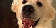 Pipper is registered to the contest to win money with this photo: carnivoran, companion_dog, dog, dog_breed, dog_breed_group, dog_like_mammal, golden_retriever, great_pyrenees, labrador_retriever, nose, retriever, snout, sporting_group
