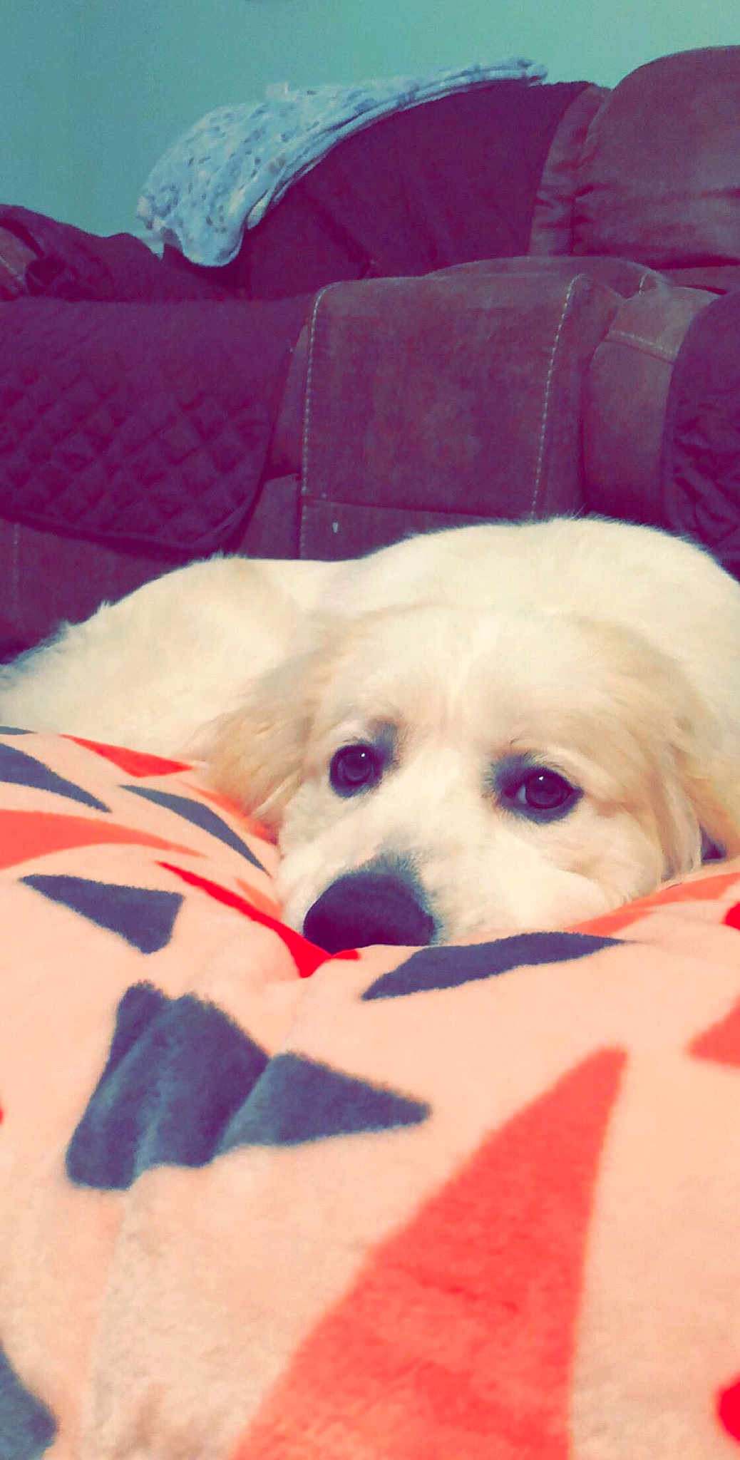Pipper joined the competition — help win amazing prizes! bichon, carnivoran, cavachon, cockapoo, companion_dog, dog, dog_breed, dog_breed_group, dog_like_mammal, eye, havanese, maltese, mammal, nose, puppy, puppy_love, schnoodle, skin, snout, vertebrate