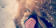 Rusty is registered to the contest to win money with this photo: blue, close_up, computer_wallpaper, ear, eye, freezing, fur, girl, macro_photography, nose, photography, sky, snout, snow, stock_photography, sunlight, winter