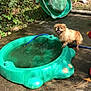 Rusty joined the competition — help win amazing prizes! backyard, bird_bath, fun, grass, green, leisure, pond, recreation, swimming_pool, water, water_resources