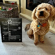 Teddy is registered to the contest to win money with this photo: accessories, animal, ball, basket, blackboard, canine, dog, jar, pet, plant, poodle, pottedplant, puppy, shelf, slate, sport, tennis, tennisball, terrier, text