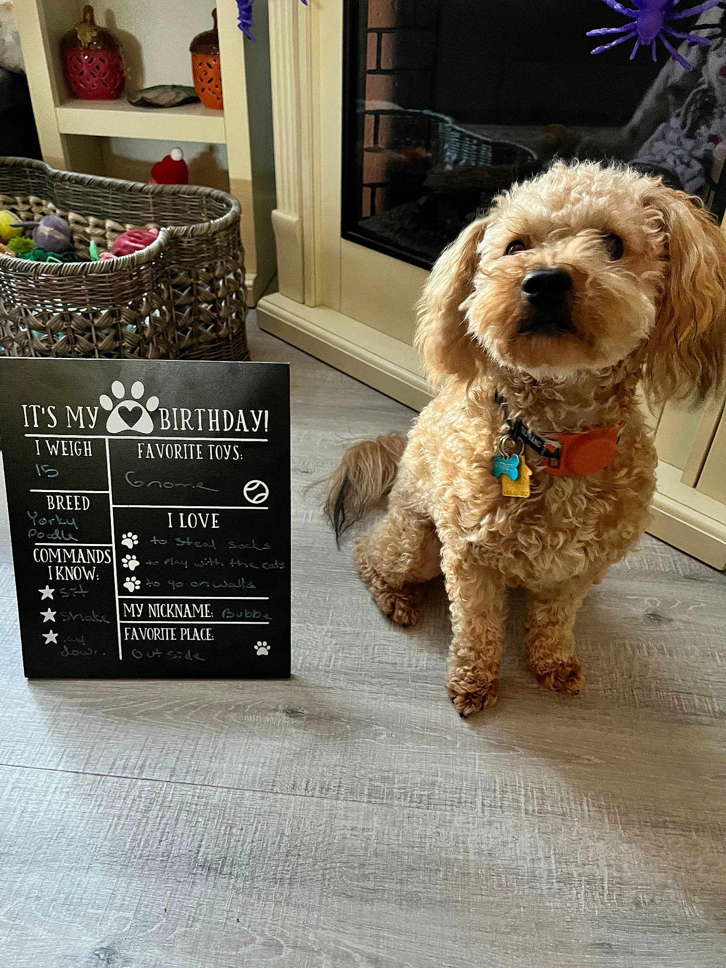 Teddy is registered to the contest to win money with this photo: accessories, animal, ball, basket, blackboard, canine, dog, jar, pet, plant, poodle, pottedplant, puppy, shelf, slate, sport, tennis, tennisball, terrier, text