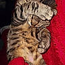 cat, tabby, sleeping, sleepy, blanket, red_blanket, indoors, cozy, cuddly, paw, whiskers, fur, striped_fur, pet, relaxed, lying_down, portrait, close_up, cute, funny