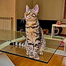 Alvin a rejoint le concours — aidez-le/la à gagner de superbes lots ! cat, tabby_cat, pet, animal, sitting, glass_table, dining_room, indoor, green_eyes, striped_fur, whiskers, pointed_ears, curled_tail, wooden_floor, furniture, home, portrait, warm_lighting, photography, alert