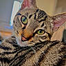 Alvin a rejoint le concours — aidez-le/la à gagner de superbes lots ! cat, tabby_cat, pet, green_eyes, close_up, portrait, whiskers, ears, striped_fur, brown_fur, black_stripes, animal, feline, relaxed, lying_down, indoors, soft_focus, cozy, photography, face