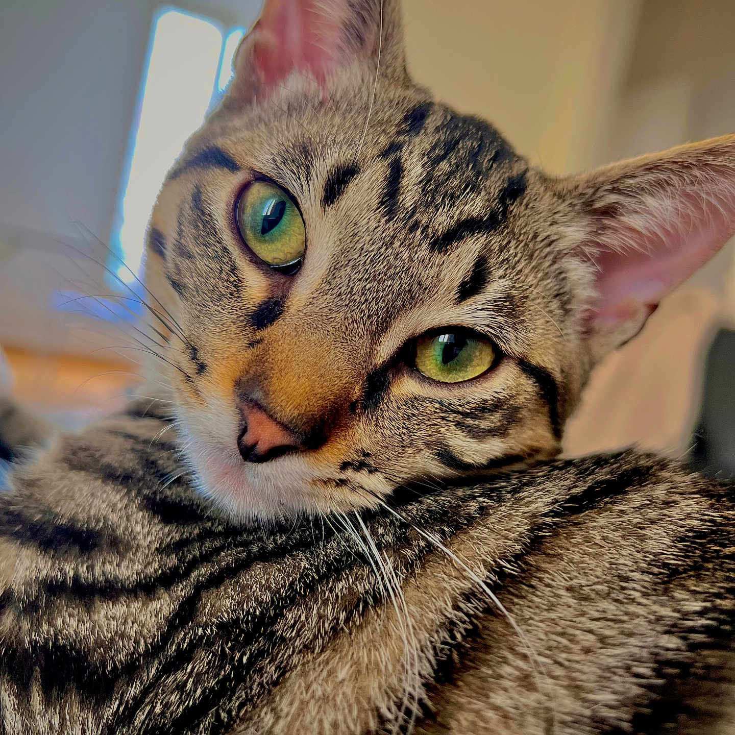 Alvin a rejoint le concours — aidez-le/la à gagner de superbes lots ! cat, tabby_cat, pet, green_eyes, close_up, portrait, whiskers, ears, striped_fur, brown_fur, black_stripes, animal, feline, relaxed, lying_down, indoors, soft_focus, cozy, photography, face