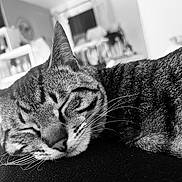 Alvin a rejoint le concours — aidez-le/la à gagner de superbes lots ! cat, tabby, sleeping, pet, animal, whiskers, fur, striped_fur, ears, nose, closed_eyes, relaxed, cozy, indoor, black_and_white, portrait, close_up, couch, home, peaceful