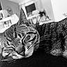 cat, tabby, sleeping, pet, animal, whiskers, fur, striped_fur, ears, nose, closed_eyes, relaxed, cozy, indoor, black_and_white, portrait, close_up, couch, home, peaceful