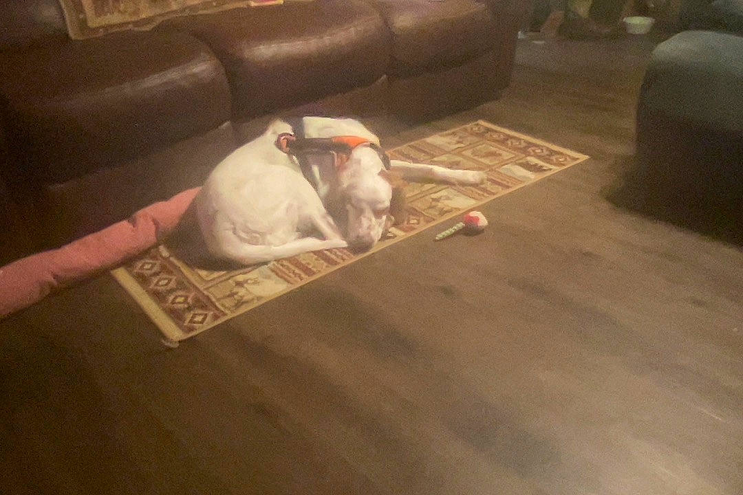 Rue is registered to the contest to win money with this photo: carmine, carnivore, comfort, companion_dog, couch, felidae, floor, flooring, fur, hand, hardwood, laminate_flooring, linens, plastic_bag, road_surface, room, small_to_medium_sized_cats, whiskers, wood, wood_flooring