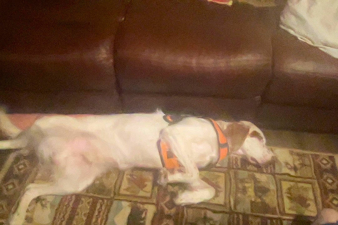 Rue is registered to the contest to win money with this photo: canidae, carnivore, comfort, companion_dog, couch, dog, dog_breed, fawn, felidae, flooring, fur, hardwood, room, small_to_medium_sized_cats, snout, sporting_group, tail, terrestrial_animal, wood, working_animal