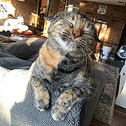 Callie is registered to the contest to win money with this photo: cat, tabby, pet, animal, feline, sitting, sofa, couch, indoors, living_room, brick_wall, sunlight, whiskers, fur, closed_eyes, portrait, cute, grumpy, cozy, home_decor