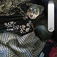 Luna joined the competition — help win amazing prizes! puppy, dog, blanket, couch, black_shirt, floral_pattern, pet, animal, cozy, resting, indoor, cute, young_dog, small_dog, curious, peeking, fur, face, ears, eyes