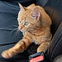 animal, black_leather, car_interior, cat, close_up, cup_holder, curious, cute, feline, indoor, kitten, leather_seat, orange_tabby, paw, pet, press_button, seatbelt, soda_can, vehicle, young_cat