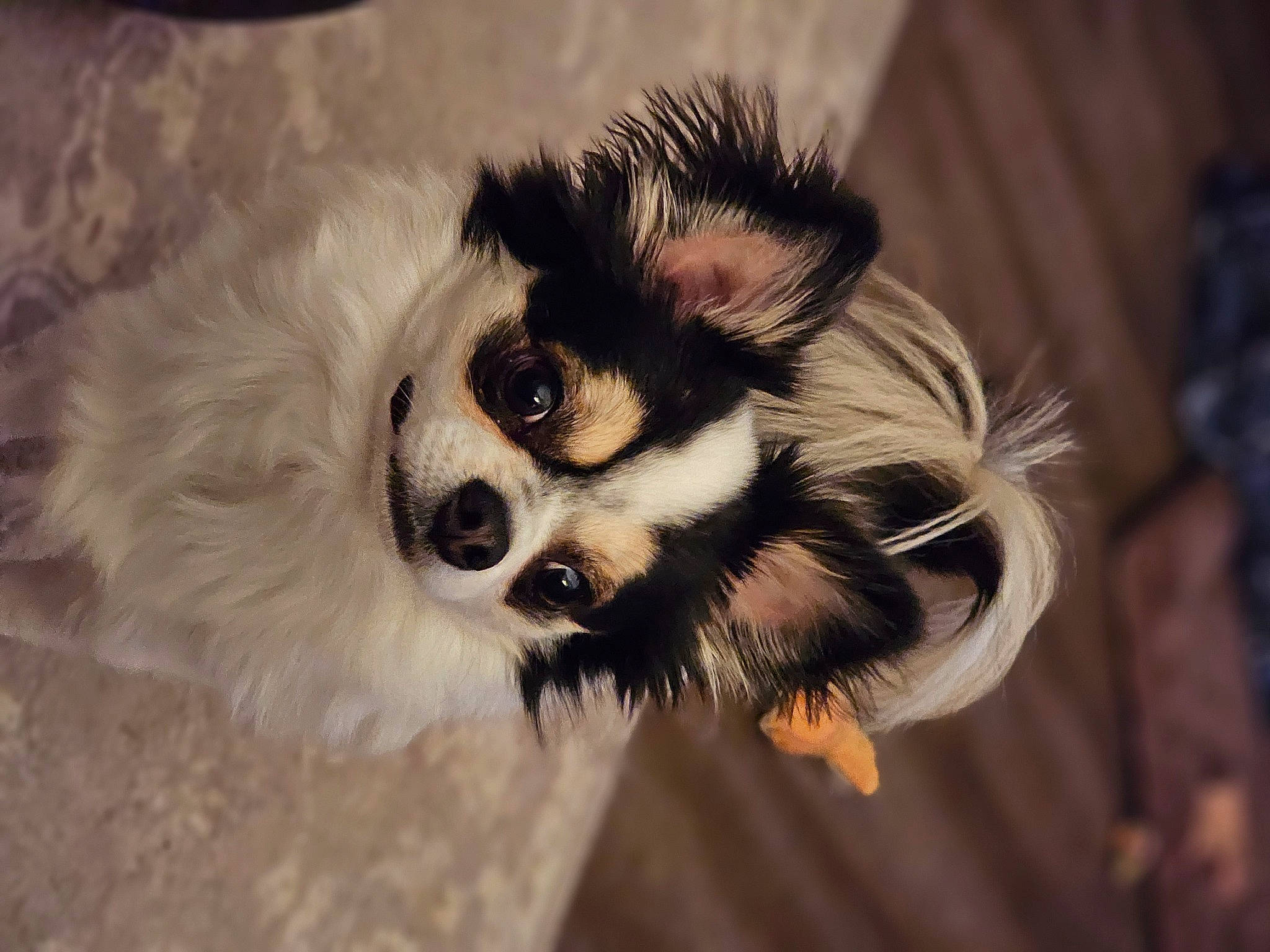 Louie is registered to the contest to win money with this photo: canidae, carnivore, companion_dog, corgi_chihuahua, dog, dog_breed, dog_supply, ear, eyelash, fashion_accessory, fawn, fur, puppy, snout, sporting_group, terrestrial_animal, toy_dog, whiskers, wildlife, working_animal