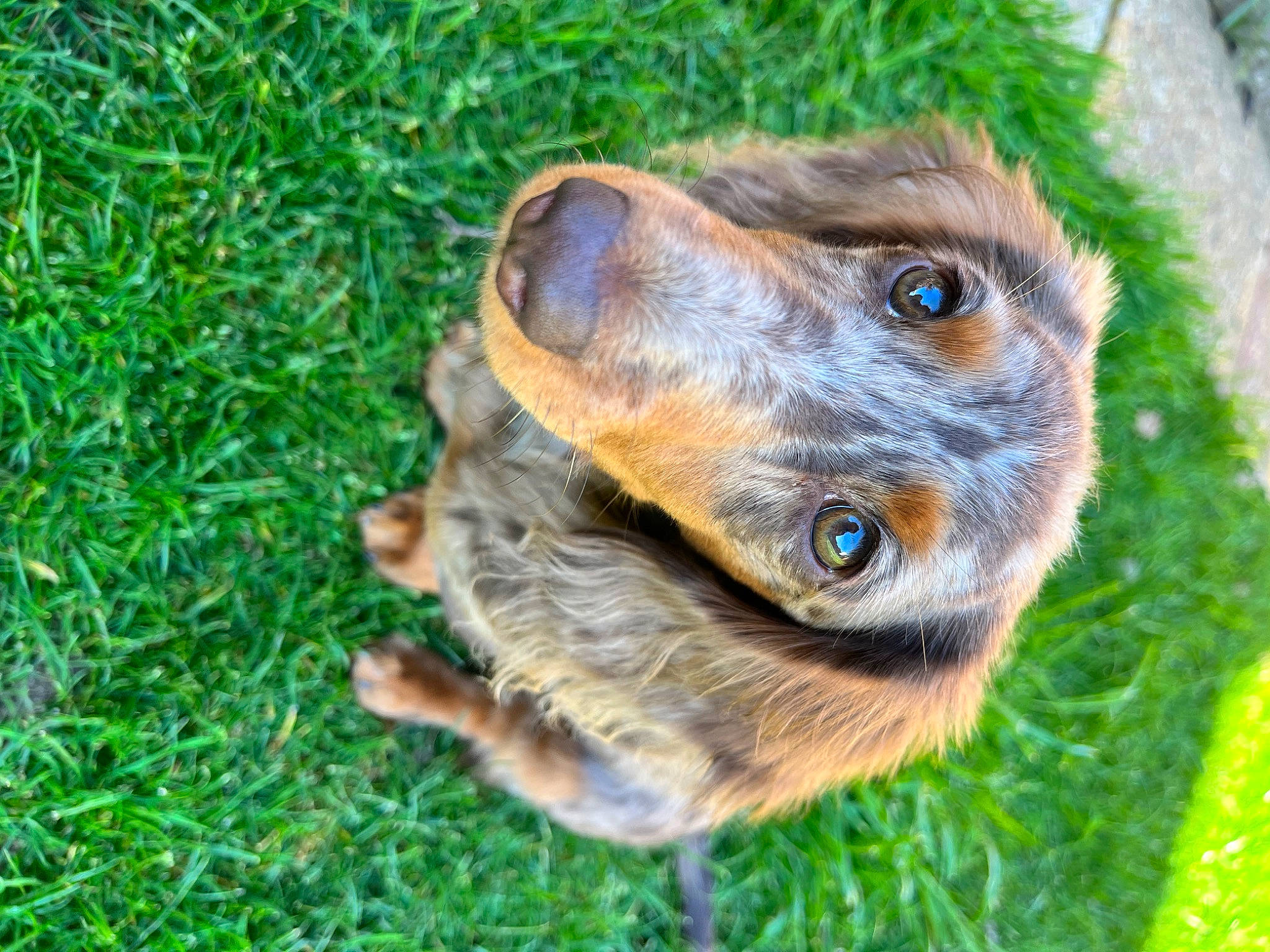 Lily joined the competition — help win amazing prizes! canidae, carnivore, companion_dog, dog, dog_breed, fawn, fur, grass, groundcover, liver, palm_tree, plant, puppy, snout, sporting_group, street_dog, terrestrial_animal, tree, whiskers, working_animal