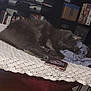 Stone is registered to the contest to win money with this photo: board_game, book, casual, cat, clothing, cozy, crocheted_tablecloth, curled_up, furniture, gray_cat, home, indoors, pet, quiet, relaxing, resting, shelf, sleeping, soft, table