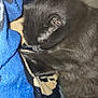 Stone is registered to the contest to win money with this photo: animal, beige_blanket, black_cat, blanket, blue_blanket, cat, closeup, comfort, cozy, cute, domestic_cat, fluffy, fur, indoor, nap, pet, relaxing, resting, sleeping, soft
