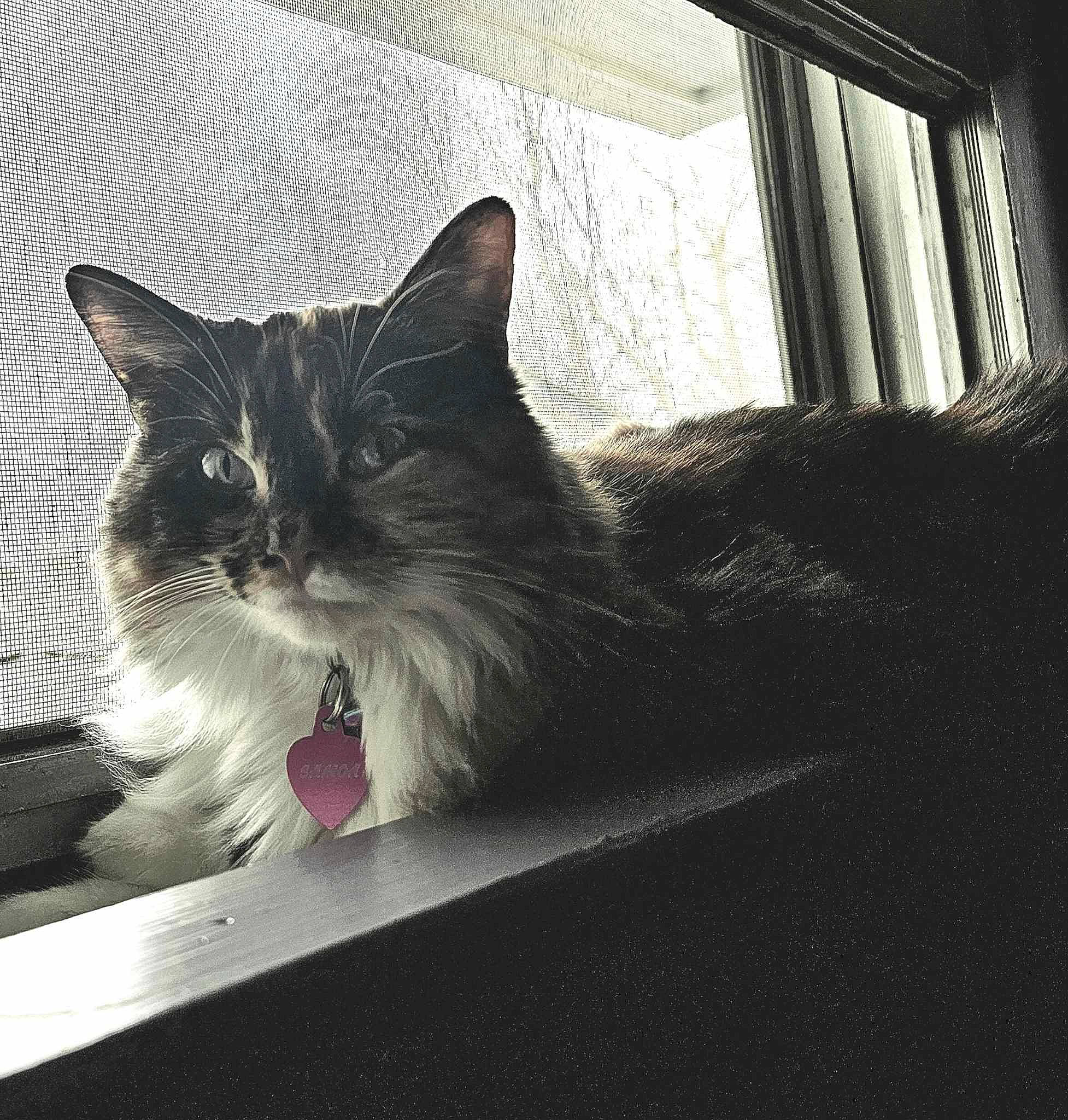 Samoa joined the competition — help win amazing prizes! carnivore, cat, comfort, curtain, domestic_short_haired_cat, felidae, flooring, fur, grey, monochrome, monochrome_photography, paw, sitting, small_to_medium_sized_cats, snout, tail, tints_and_shades, whiskers, window, windshield