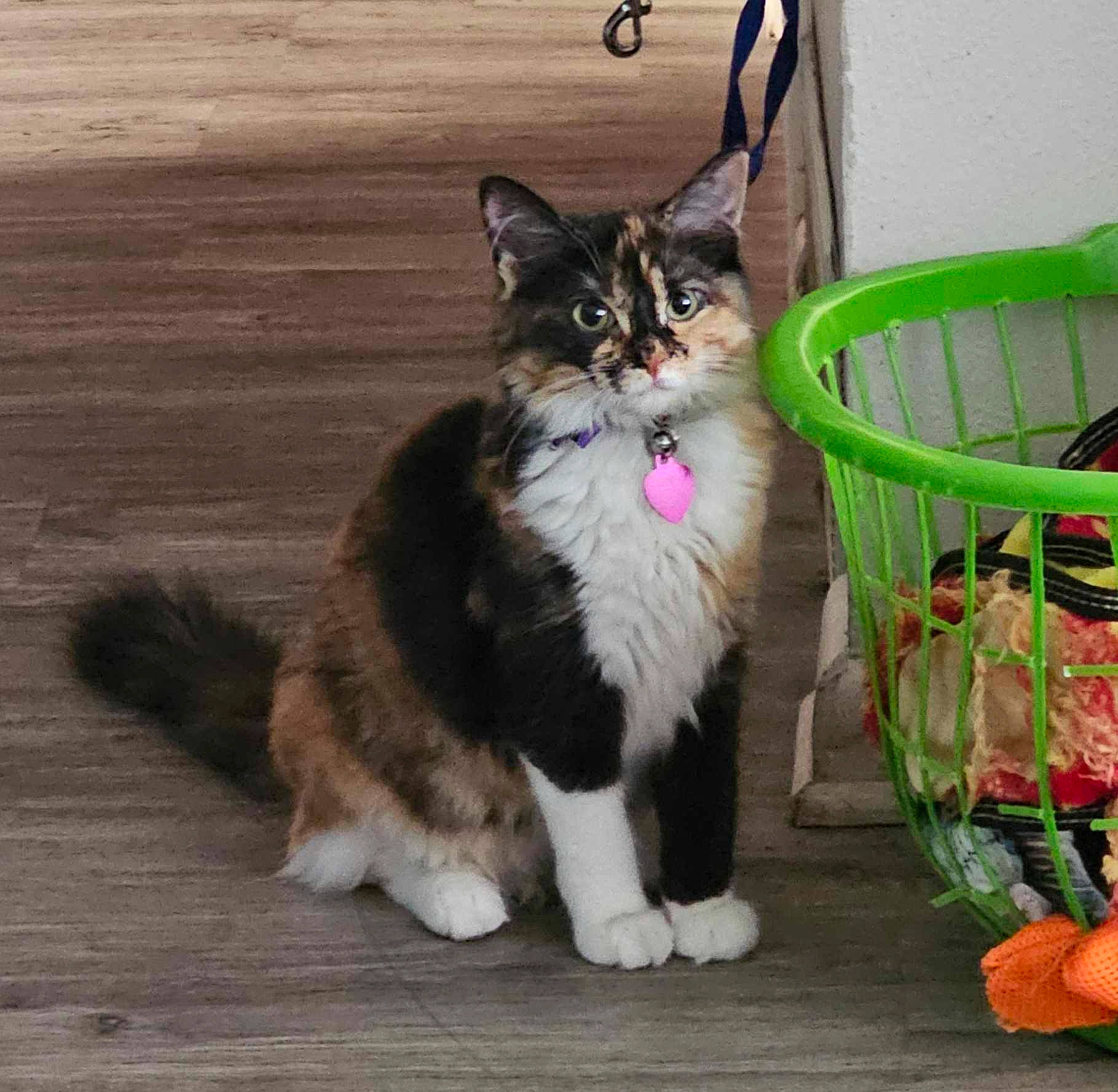 Samoa is registered to the contest to win money with this photo: carnivore, cat, chair, claw, collar, domestic_short_haired_cat, felidae, foot, fur, grass, hardwood, outdoor_furniture, paw, plant, sitting, small_to_medium_sized_cats, tail, terrestrial_animal, whiskers, wicker