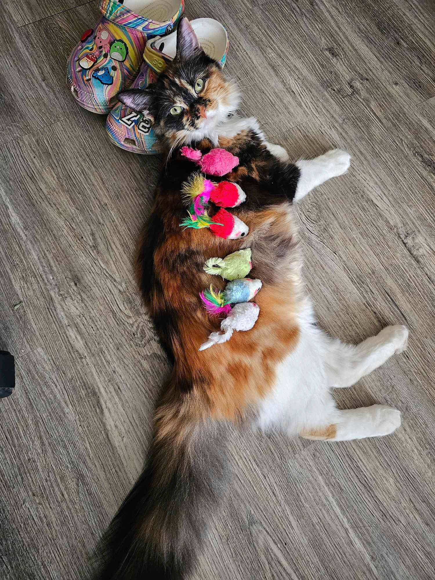 Samoa joined the competition — help win amazing prizes! canidae, carnivore, cat, companion_dog, dog_breed, fashion_accessory, fawn, feather, felidae, flooring, fur, hardwood, paw, plant, small_to_medium_sized_cats, sporting_group, tail, toy, whiskers, wood