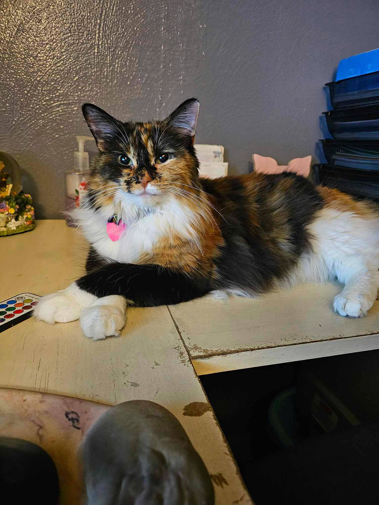 Samoa is registered to the contest to win money with this photo: box, cardboard, carnivore, cat, cat_supply, claw, comfort, domestic_short_haired_cat, felidae, flooring, foot, fur, lap, paw, sitting, small_to_medium_sized_cats, snout, tail, terrestrial_animal, whiskers