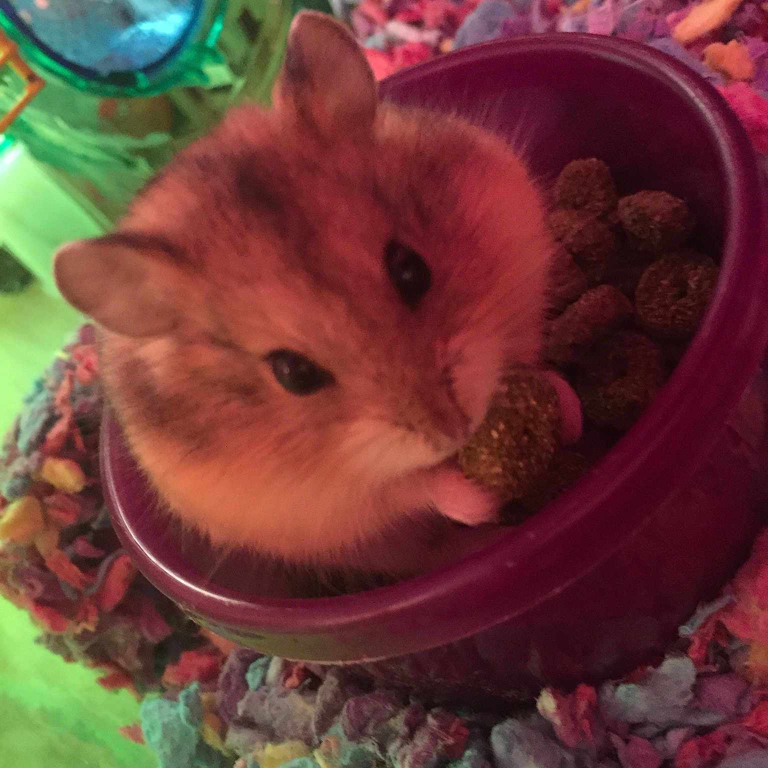 Coco