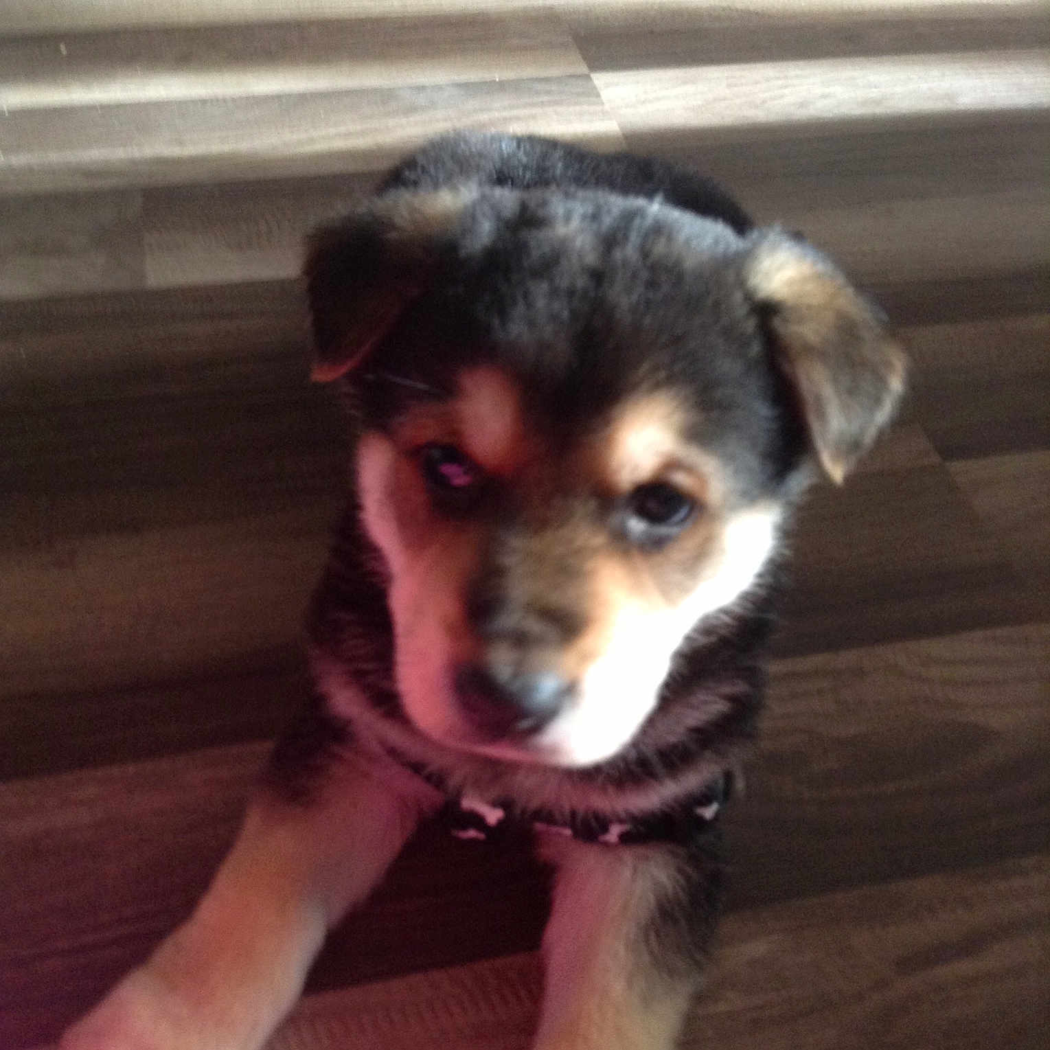 Delgado joined the competition — help win amazing prizes! canidae, carnivore, companion_dog, dog, dog_breed, fawn, labrador_husky, mammal, puppy, rare_breed_dog, rottweiler, siberian_husky, skin, snout, sporting_group, vertebrate, working_dog