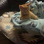 Angel joined the competition — help win amazing prizes! animal, blanket, blue_blanket, cat, couch, cozy, curious, cute, domestic_cat, fur, furniture, indoor, kitten, orange_cat, pet, resting, small_animal, soft_texture, warm_lighting, young_cat