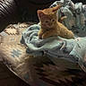 animal, blanket, blue_blanket, cat, couch, cozy, curious, cute, domestic_cat, fur, furniture, indoor, kitten, orange_cat, pet, resting, small_animal, soft_texture, warm_lighting, young_cat