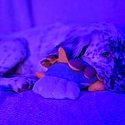 Ava participe au concours pour gagner de l'argent avec cette photo : dog, puppy, spotted_dog, plush_toy, blanket, indoor, resting, laying_down, pet, animal, cozy, purple_lighting, cute, toy, fur, relaxed, portrait, canine, companion, home