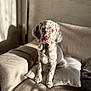 Ava participe au concours pour gagner de l'argent avec cette photo : dog, puppy, spotted, sitting, couch, pillow, beige, indoor, pet, animal, fur, ears, cute, portrait, shadow, sunlight, cozy, home, relaxed, comfort