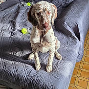 Ava participe au concours pour gagner de l'argent avec cette photo : attentive_gaze, brown_and_white_fur, couch, cozy, dog, floppy_ears, home_interior, indoor, living_room, natural_light, paws, pet_portrait, plush_toy, sitting, sofa_cover, spotted_fur, tennis_ball, textured_wall, tiled_floor, toy