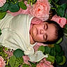 Riley joined the competition — help win amazing prizes! newborn, baby, sleeping, wrapped, blanket, flower, pink_flower, green_leaves, flora, portrait, closeup, peaceful, infant, cute, soft_texture, natural, resting, fresh, decorative, serene